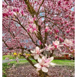 No Brand 2 Saucer Magnolia Tree - 6-12" Tall Live Plant - Soulangeana Magnolia - 2.5" Pot