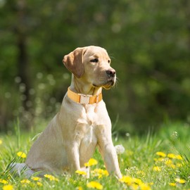 YUDOTE Ultra Soft Dog Collar Natural Cotton Cord for Medium Dogs with Sensitive Skin, Orange