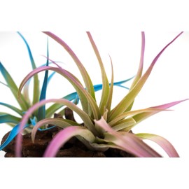 Live Tillandsia Capitata Peach Colorful Air Plant 6-8 inch Enhanced Color Highlighted Grows a Huge 14 inches Easy Care Indoor Outdoor Home Decor Gift Airplant Awesome Industries (Lavender 6")