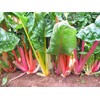 NIKA SEEDS - Vegetable Swiss Chard Mix - 100 Seeds