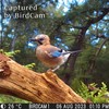 Jacobi Jayne Smart Bird Camera Birdcam Motion-activated Digital Camera -