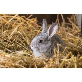 Double F Farms Premium Organic 100% Natural Straw for Animal Bedding, Garden Mulch, Compost & Fertilizer, and Grass Cover (8 lbs)