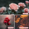 ESSLUX Fragrance Oil, ESSLUX Rose and Fruits Collections Scented Oils,