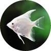 Set Of 4 Platinum Angel Fish Tropical Synthetic Leather Round