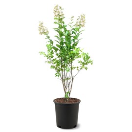 American Plant Exchange Crape Myrtle Tree, White Natchez, 3 Gallon Pot, 1-2ft. Tall, Large Flowering Live Plant for Outdoor Landscape, Garden & Patio, Fast Growing and Cold Hardy