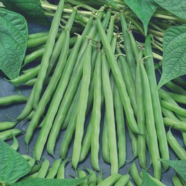 French Garden Bush Bean 18g ~133 Seeds – Non-GMO – High Yield – Fast-Growing – Tender, Flavorful Beans – Great for Fresh Eating & Cooking – Ideal for Gardens & Containers