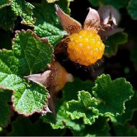 Raspberry Plant Live for Planting, Raspberry Bushes Live Plant Potted 1-2 Years Old, Edible Berries Plant, Raspberry Fruit Tree (Creeping Raspberry)