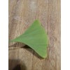 Ginkgo Leaf Natural Dried ~ Ginkgo biloba 100% Premium California