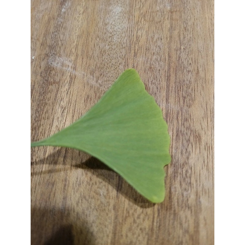 Ginkgo Leaf Natural Dried ~ Ginkgo biloba 100% Premium California