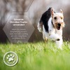 Lolo & Max Ear Mite Drops - Ear Mite Drops