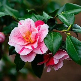 (1) - Tri Color Camellia Japonica - Starter Plant (4L) (1 Live Plant)