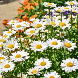 Outsidepride Chrysanthemum Creeping Daisy - 10000 Seeds
