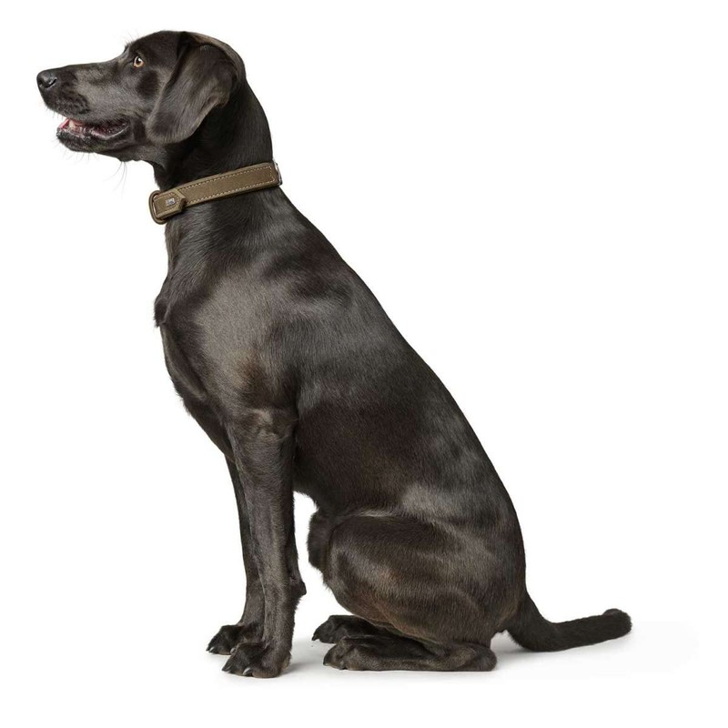 HUNTER HUNTING dog collar, leather, nubuck, robust, soft, 60/M -