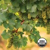 Wilderness Poets, Organic Golden Raisins - No added sugar -