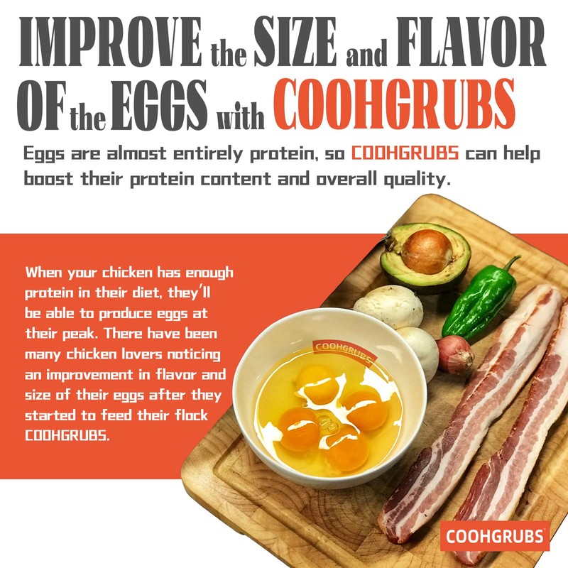 COOHGRUBS Dried Black Soldier Fly Larvae for Chickens, High-Calcium 85X