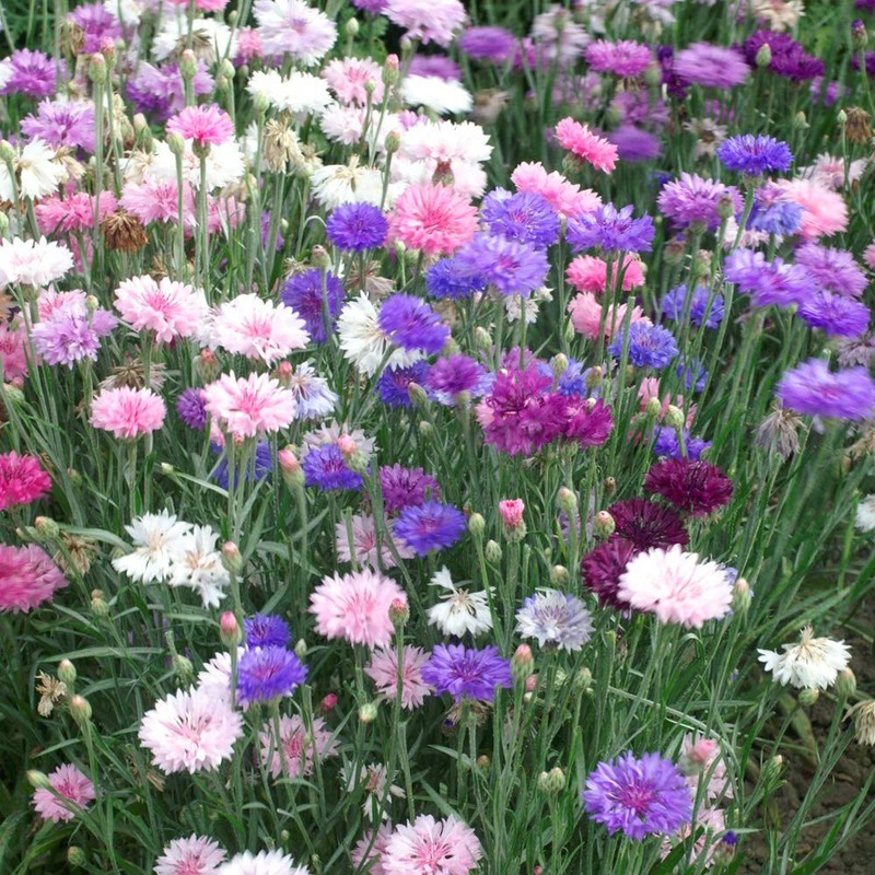 Outsidepride Dwarf Polka Dot Mix Cornflower Seeds - 1000 Pcs.