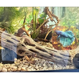 Natural Cholla Wood, Choya Air Plant, Untreated Beautiful Driftwood, Aquarium Decor, Betta Fish, Plecos, Shrimp, Minnows, Neon tetras, Cory Catfish, 6'' Long, 0.8 – 1'' Diameter, 5 – Pieces.