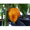 Scotch Brains Hot Pepper 10+ Seeds