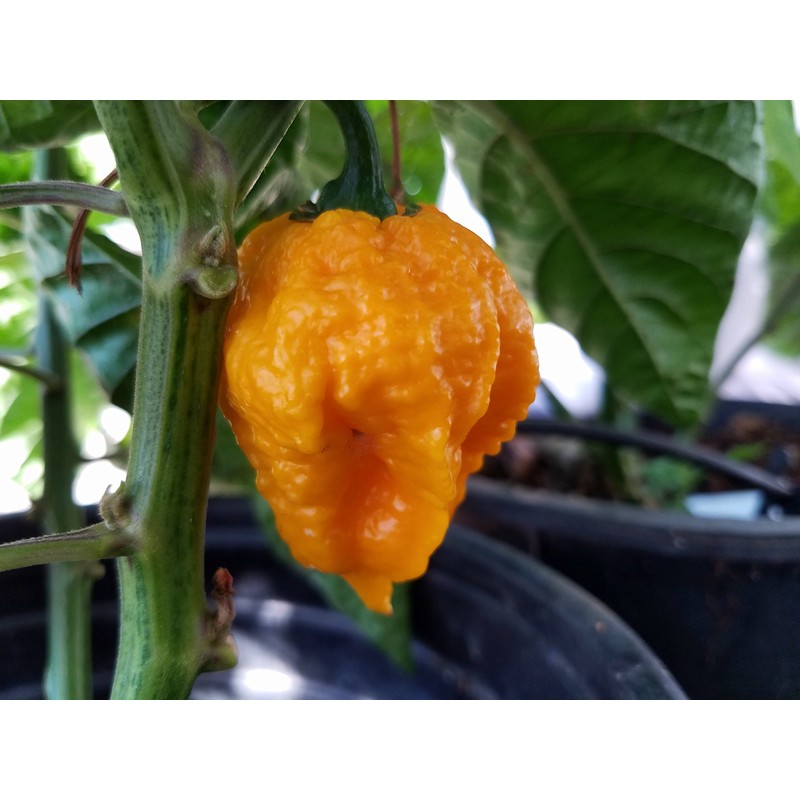 Scotch Brains Hot Pepper 10+ Seeds