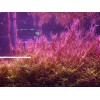 50 Plant Stems Pack - Live Aquatic Freshwater Plants -