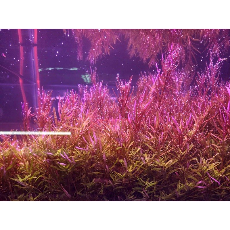 50 Plant Stems Pack - Live Aquatic Freshwater Plants -