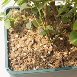 Yilotuce 2 Quarts Premium Natural Acidic Potting Soil for Blueberries, Cranberries, Raspberries, Strawberries, Berries