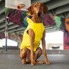 Canada Pooch Torrential Tracker Dog Rain Jacket - Easy On,
