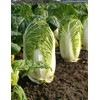 300 Michihili Chinese Cabbage Seeds for Planting Heirloom Non GMO