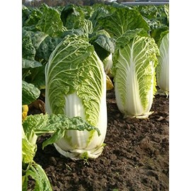 300 Michihili Chinese Cabbage Seeds for Planting Heirloom Non GMO 1 gram Garden Vegetable Bulk Survival Bak Choy Pak
