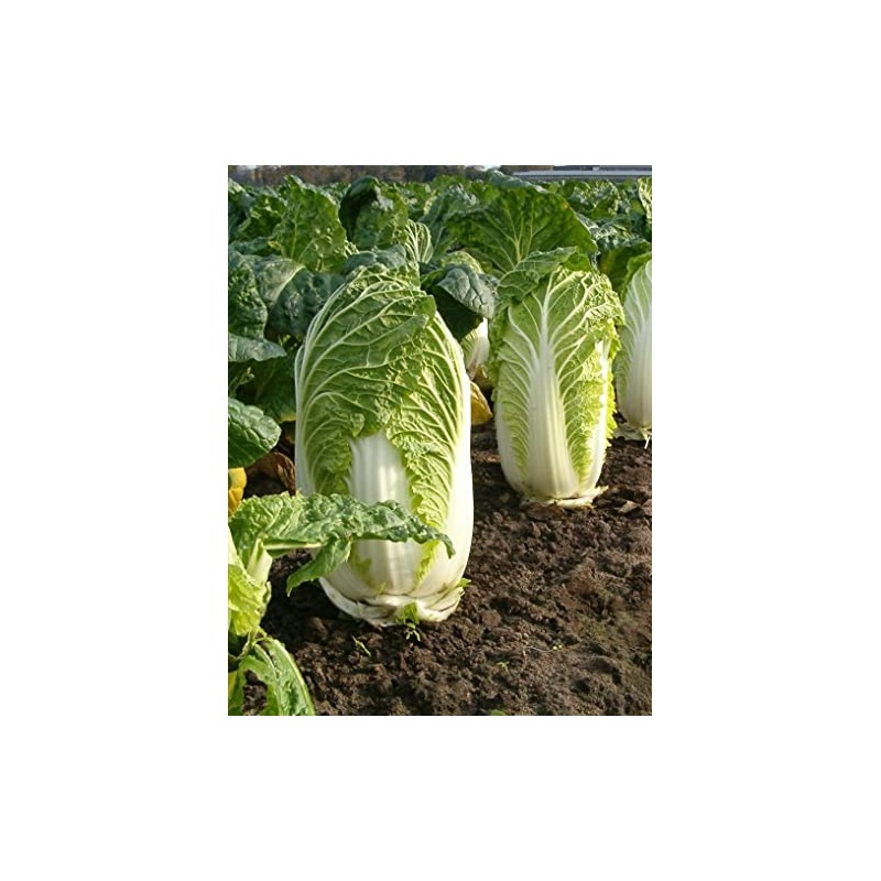 300 Michihili Chinese Cabbage Seeds for Planting Heirloom Non GMO