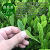 Kanoya Deep Steamed Tea Tenjin (Tenjin) 3.5 oz (100 g),