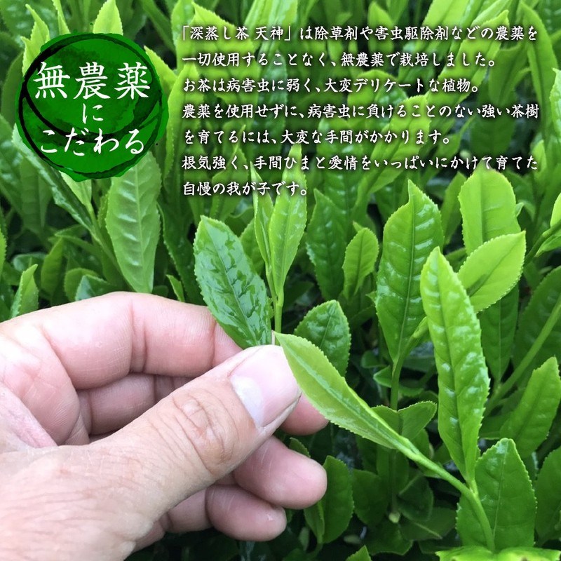 Kanoya Deep Steamed Tea Tenjin (Tenjin) 3.5 oz (100 g),