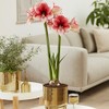 VAN ZYVERDEN Pre-Planted Amaryllis Stardust with Iron Faux Brass Finish