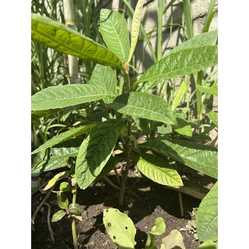 Tree 1 LOQUAT FRUIT TREE From Seeds ORGANIC -3 Years