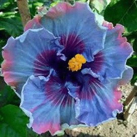 Nygardenia 30pcs Blue Hibiscus Seeds - Rare Non-GMO Heirloom Variety for Your Garden