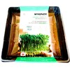 Green Pea Microgreens Grow Kit