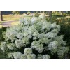 Proven Winners Hydrangea Blooms All Summer BoBo Dwarf Bush Live