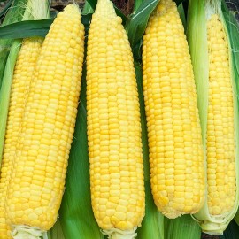 Honest Seed Co. Truckers Favorite DENT Corn Seeds | Non-GMO | Fresh Garden Seeds UNTREATED - 30+
