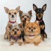Collar de piel enrollada para perro – L1000, suave y