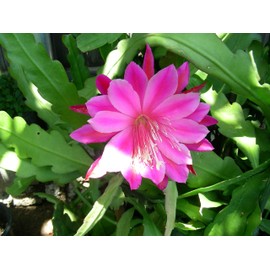 Pink Orchid Cactus Epiphyllum One pc Cutting