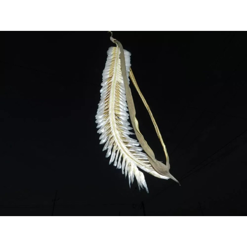 Hortaflor 40 Semillas Roble Rosado Tabebuia Selección Árbol Exótico