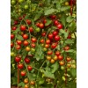 Burpee Super Sweet 100 Hybrid Tomato Vegetable Seed Full Sun