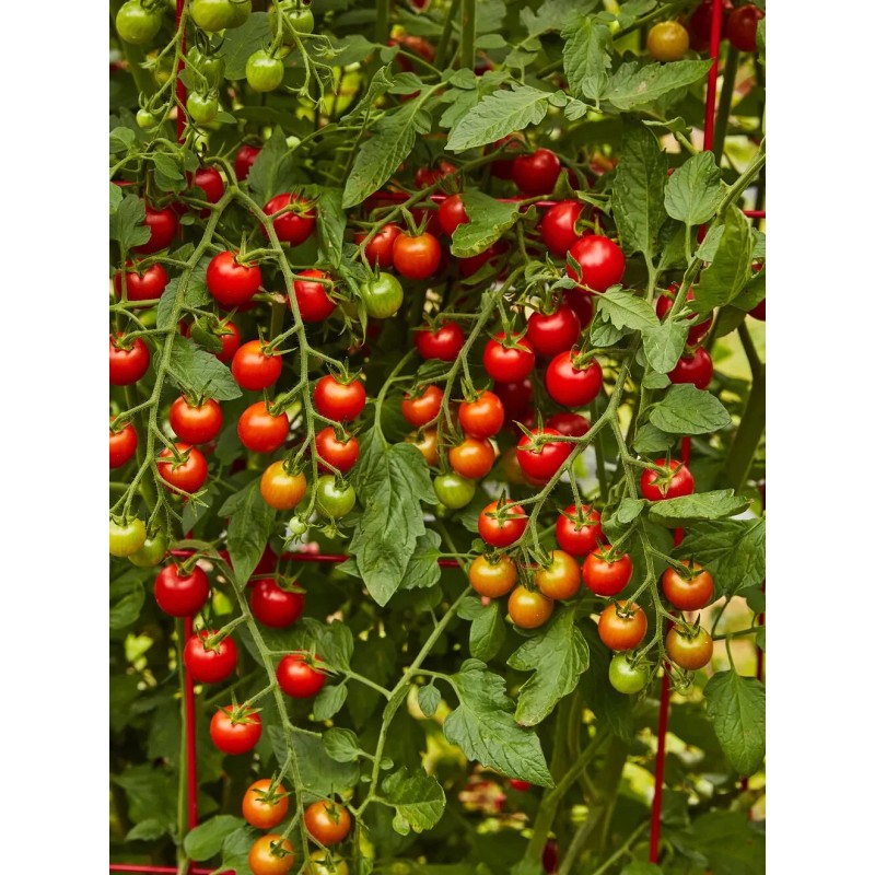 Burpee Super Sweet 100 Hybrid Tomato Vegetable Seed Full Sun