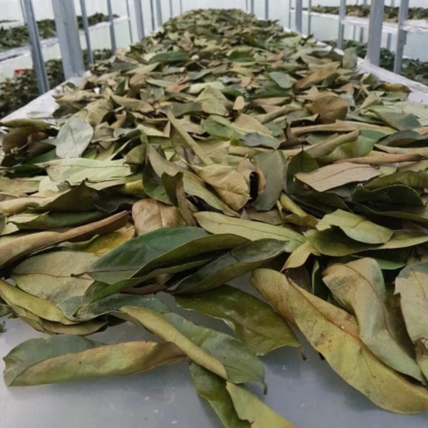 5 x 100% Organic Graviola Leaves (5 x 20g), New Harvest, Wild Collection, Natural & Untreated - Guanabana Spiked Annone Soursop Corossol