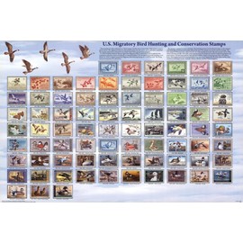 U.S. Migratory Bird Hunting and Conservation Stamps Duck Stamps Educational Poster 36 x 24in
