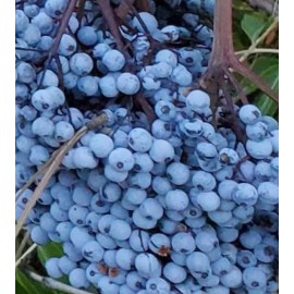 50+ SEEDS Blue Elderberry Seeds (Sambucus Caerulea)  With FREE Poha Berry Seeds