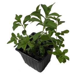 Stevia Live Plant, (Stevia rebaudiana) 2.5 inch Pot - Candy Leaf Sweet Leaf Sugar Leaf Sweetener Plant Live