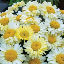 5000+ Chrysanthemum Shasta Daisy Seeds for Planting - Non-GMO Heirloom Shasta Daisy Seeds Beautiful Annual and Perennial Flowers to Plant in Your Home Garden
