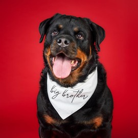 Big Brother Script Boho Dog Bandana | 100% Unbleached Cotton Adjustable Triangle | Pregnancy Announcement Photoshoot Prop Made in USA Matching Family | Baby Blue One Size (774)