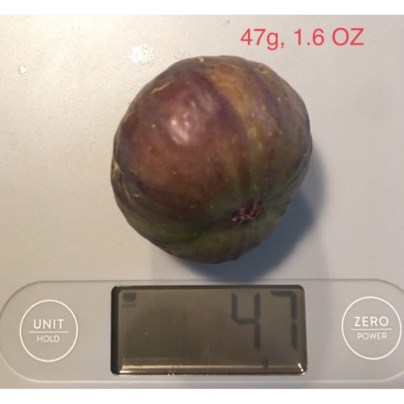 Hardy Chicago Organic Fig Tree 3 Cuttings ---Hardy Chicago